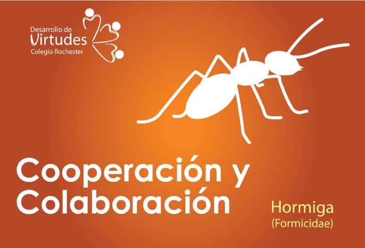 Cooperación y Colaboración