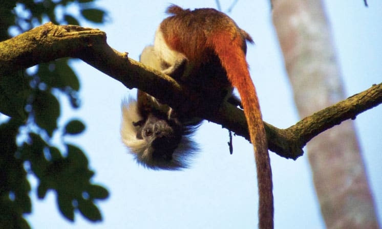 Fauna Titi Fauna Titi